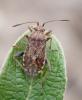 Stictopleurus punctatonervosus